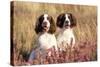 English Springer Spaniel Dog-null-Stretched Canvas