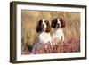 English Springer Spaniel Dog-null-Framed Premium Photographic Print