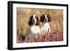 English Springer Spaniel Dog-null-Framed Premium Photographic Print