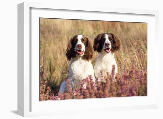 English Springer Spaniel Dog-null-Framed Photographic Print