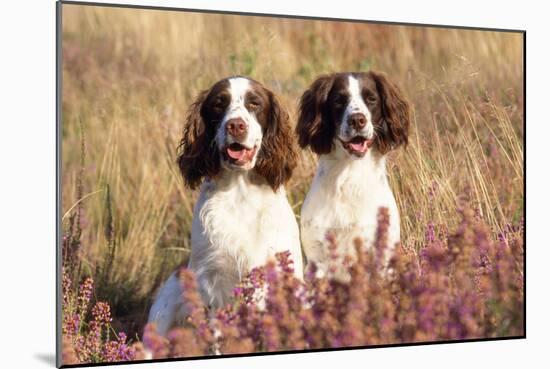 English Springer Spaniel Dog-null-Mounted Photographic Print