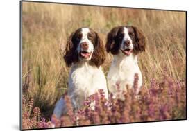 English Springer Spaniel Dog-null-Mounted Photographic Print