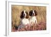 English Springer Spaniel Dog-null-Framed Photographic Print