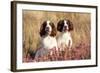 English Springer Spaniel Dog-null-Framed Photographic Print