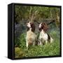 English Springer Spaniel Dogs in Bluebell Woodland-null-Framed Stretched Canvas