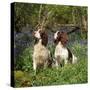 English Springer Spaniel Dogs in Bluebell Woodland-null-Stretched Canvas