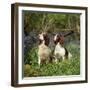 English Springer Spaniel Dogs in Bluebell Woodland-null-Framed Premium Photographic Print
