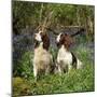 English Springer Spaniel Dogs in Bluebell Woodland-null-Mounted Premium Photographic Print