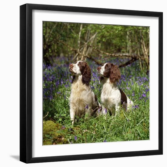 English Springer Spaniel Dogs in Bluebell Woodland-null-Framed Photographic Print