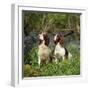 English Springer Spaniel Dogs in Bluebell Woodland-null-Framed Photographic Print
