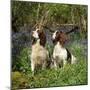 English Springer Spaniel Dogs in Bluebell Woodland-null-Mounted Photographic Print
