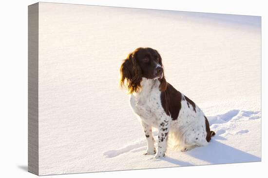 English Springer Spaniel (Field Type) Sitting on Snow-Covered Ice of Pond-Lynn M^ Stone-Stretched Canvas