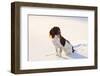 English Springer Spaniel (Field Type) Sitting on Snow-Covered Ice of Pond-Lynn M^ Stone-Framed Photographic Print