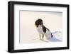 English Springer Spaniel (Field Type) Sitting on Snow-Covered Ice of Pond-Lynn M^ Stone-Framed Photographic Print