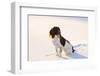 English Springer Spaniel (Field Type) Sitting on Snow-Covered Ice of Pond-Lynn M^ Stone-Framed Photographic Print