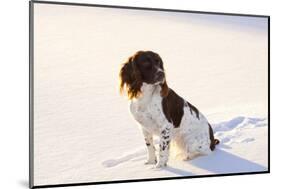 English Springer Spaniel (Field Type) Sitting on Snow-Covered Ice of Pond-Lynn M^ Stone-Mounted Photographic Print