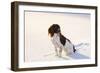 English Springer Spaniel (Field Type) Sitting on Snow-Covered Ice of Pond-Lynn M^ Stone-Framed Photographic Print