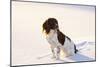 English Springer Spaniel (Field Type) Sitting on Snow-Covered Ice of Pond-Lynn M^ Stone-Mounted Photographic Print