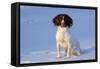 English Springer Spaniel (Field Type)-Lynn M^ Stone-Framed Stretched Canvas