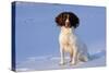 English Springer Spaniel (Field Type)-Lynn M^ Stone-Stretched Canvas