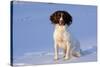 English Springer Spaniel (Field Type)-Lynn M^ Stone-Stretched Canvas