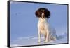 English Springer Spaniel (Field Type)-Lynn M^ Stone-Framed Stretched Canvas