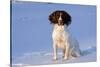 English Springer Spaniel (Field Type)-Lynn M^ Stone-Stretched Canvas