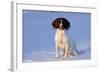 English Springer Spaniel (Field Type)-Lynn M^ Stone-Framed Photographic Print