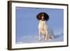 English Springer Spaniel (Field Type)-Lynn M^ Stone-Framed Photographic Print