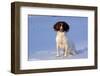 English Springer Spaniel (Field Type)-Lynn M^ Stone-Framed Photographic Print