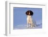 English Springer Spaniel (Field Type)-Lynn M^ Stone-Framed Photographic Print