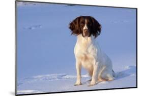 English Springer Spaniel (Field Type)-Lynn M^ Stone-Mounted Photographic Print