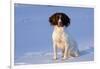 English Springer Spaniel (Field Type)-Lynn M^ Stone-Framed Photographic Print