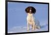 English Springer Spaniel (Field Type)-Lynn M^ Stone-Framed Photographic Print