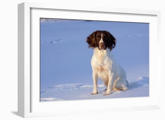 English Springer Spaniel (Field Type)-Lynn M^ Stone-Framed Photographic Print