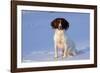 English Springer Spaniel (Field Type)-Lynn M^ Stone-Framed Photographic Print