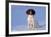 English Springer Spaniel (Field Type)-Lynn M^ Stone-Framed Photographic Print