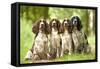 English Springer Spaniel Four Sitting in Row-null-Framed Stretched Canvas