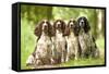 English Springer Spaniel Four Sitting in Row-null-Framed Stretched Canvas