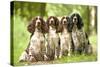 English Springer Spaniel Four Sitting in Row-null-Stretched Canvas