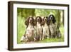 English Springer Spaniel Four Sitting in Row-null-Framed Photographic Print