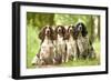 English Springer Spaniel Four Sitting in Row-null-Framed Photographic Print