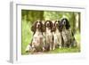 English Springer Spaniel Four Sitting in Row-null-Framed Photographic Print