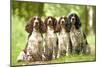 English Springer Spaniel Four Sitting in Row-null-Mounted Photographic Print