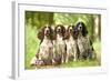 English Springer Spaniel Four Sitting in Row-null-Framed Photographic Print