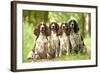 English Springer Spaniel Four Sitting in Row-null-Framed Photographic Print