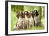 English Springer Spaniel Four Sitting in Row-null-Framed Photographic Print