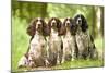 English Springer Spaniel Four Sitting in Row-null-Mounted Photographic Print