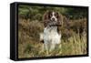 English Springer Spaniel Holding Grouse in Mouth-null-Framed Stretched Canvas