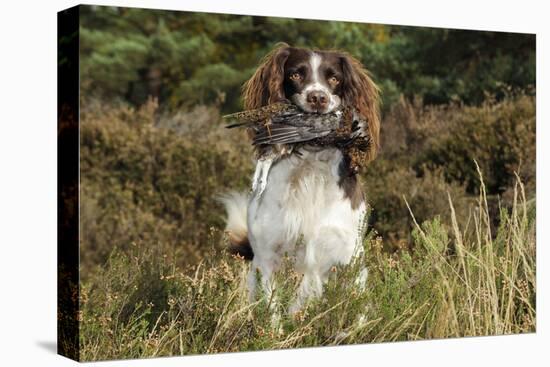 English Springer Spaniel Holding Grouse in Mouth-null-Stretched Canvas